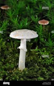 Attēlu rezultāti vaicājumam “Amanita citrina”