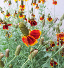 Image result for Ratibida columnifera