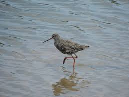 Image result for Tringa erythropus