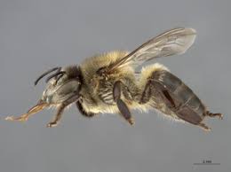 Attēlu rezultāti vaicājumam “Apis mellifera”