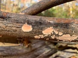 Attēlu rezultāti vaicājumam “Corticium roseum”