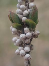 Attēlu rezultāti vaicājumam “Diderma rufostriatum”