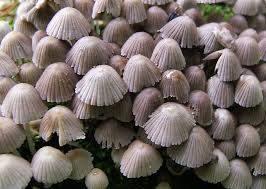 Attēlu rezultāti vaicājumam “Coprinus disseminatus”