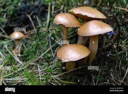 Attēlu rezultāti vaicājumam “Suillus bovinus”