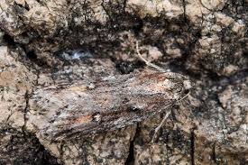 Attēlu rezultāti vaicājumam “Semioscopis avellanella imago”