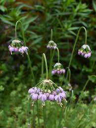 Attēlu rezultāti vaicājumam “Allium cepa flower”
