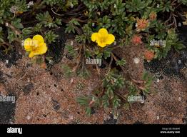 Attēlu rezultāti vaicājumam “Pentaphylloides fruticosa”