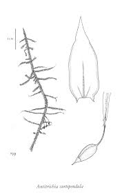 Attēlu rezultāti vaicājumam “Antitrichia curtipendula macro”
