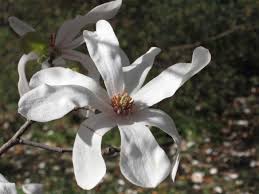 Attēlu rezultāti vaicājumam “Magnolia x loebneri flower”