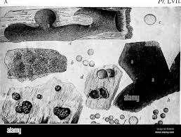 Attēlu rezultāti vaicājumam “Licea pusilla”