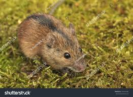 Attēlu rezultāti vaicājumam “Apodemus agrarius”