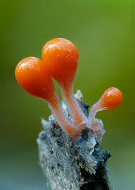 Attēlu rezultāti vaicājumam “Trichia crateriformis macro”