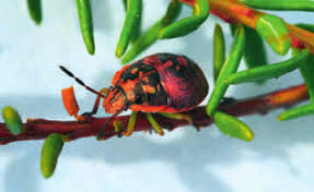 Attēlu rezultāti vaicājumam “Chlorochroa juniperina imago”