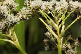 Attēlu rezultāti vaicājumam “Scirpus sylvaticus flower”