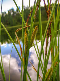 Attēlu rezultāti vaicājumam “Carex rostrata”