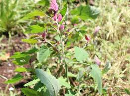 Attēlu rezultāti vaicājumam “Chenopodium album flower”