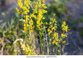 Attēlu rezultāti vaicājumam “Solidago virgaurea”