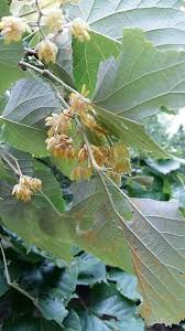 Attēlu rezultāti vaicājumam “Tilia tomentosa flower”