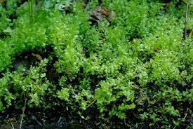 Attēlu rezultāti vaicājumam “Pseudobryum cinclidioides”