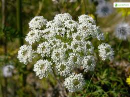 Attēlu rezultāti vaicājumam “Peucedanum palustre leaf”