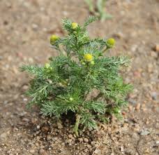 Attēlu rezultāti vaicājumam “Matricaria discoidea leaf”