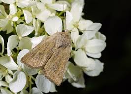 Attēlu rezultāti vaicājumam “Chortodes fluxa”