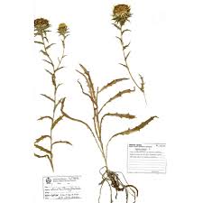 Attēlu rezultāti vaicājumam “Carlina biebersteinii”