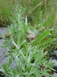 Attēlu rezultāti vaicājumam “Gnaphalium sylvaticum bud”