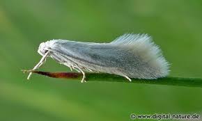 Attēlu rezultāti vaicājumam “Elachista argentella”