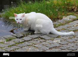 Attēlu rezultāti vaicājumam “Felis silvestris catus”