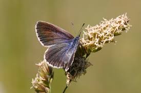 Attēlu rezultāti vaicājumam “Maculinea alcon upperside”