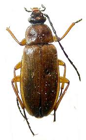 Attēlu rezultāti vaicājumam “Alleculidae”