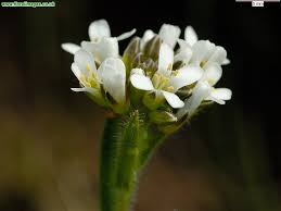 Attēlu rezultāti vaicājumam “Arabis hirsuta flower”