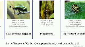 Attēlu rezultāti vaicājumam “Phyllobrotica quadrimaculata”