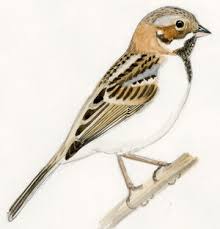 Image result for Emberiza pallasi