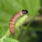 Attēlu rezultāti vaicājumam “Hypatima rhomboidella”