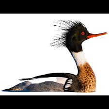 Attēlu rezultāti vaicājumam “Mergus serrator”