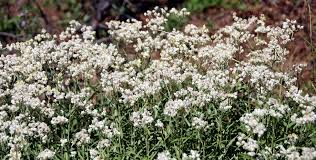 Attēlu rezultāti vaicājumam “Anaphalis margaritacea”