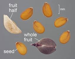 Attēlu rezultāti vaicājumam “Lepidium densiflorum fruit”