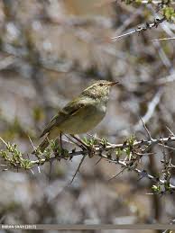 Attēlu rezultāti vaicājumam “Phylloscopus trochiloides”
