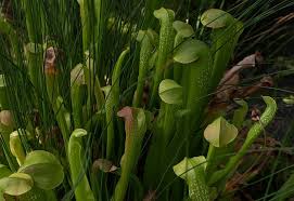 Attēlu rezultāti vaicājumam “Lentaria epichnoa”