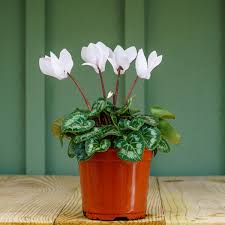 Image result for Cyclamen persicum