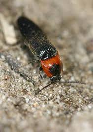 Attēlu rezultāti vaicājumam “Cardiophorus ruficollis”