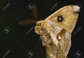 Attēlu rezultāti vaicājumam “Aglia tau”