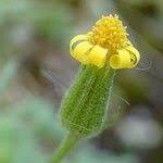 Attēlu rezultāti vaicājumam “Senecio viscosus fruit”