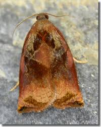 Attēlu rezultāti vaicājumam “Archips podana female”