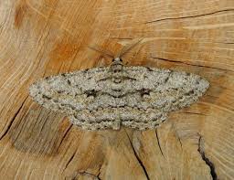 Attēlu rezultāti vaicājumam “Hypomecis roboraria”