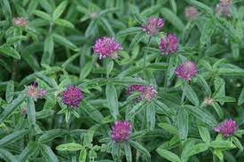 Attēlu rezultāti vaicājumam “Trifolium alpestre”