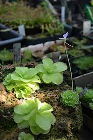 Attēlu rezultāti vaicājumam “Pinguicula vulgaris leaf”