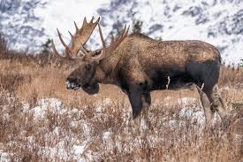 Attēlu rezultāti vaicājumam “Alces alces”